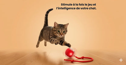 CrazyBall™ - La Balle qui rend fou votre chat !
